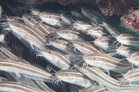 一群年轻的鲶鱼-塞舌尔背景图片