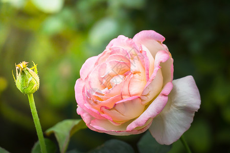 花园里的玫瑰花植物群花瓣玫瑰日光情人树叶绿色粉色背景图片