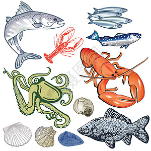 海鲜鱼粉海鲜鱼贻贝它制作图案插画