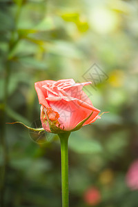 花园里的玫瑰花植物群玫瑰粉色情人树叶花瓣绿色日光背景图片