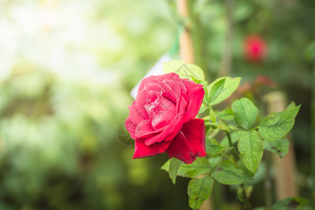 花园里的玫瑰花绿色花瓣粉色日光情人树叶玫瑰植物群背景图片