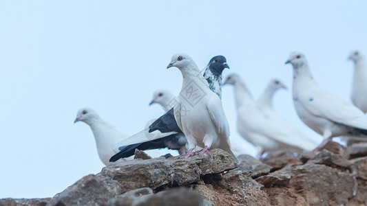 希腊的白鸽家禽荒野羽毛放鸽子白色鸽子灰色自由高清图片