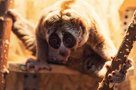 婆罗洲猩可爱的动物园高清图片