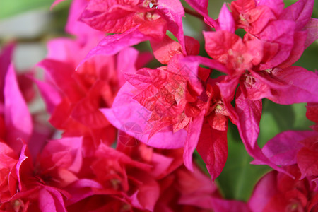 鲜花是浅粉红色的背景图片