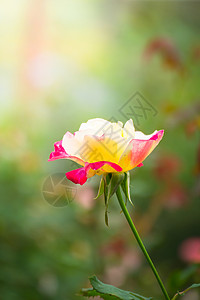 花园里的玫瑰花日光情人树叶粉色绿色玫瑰花瓣植物群背景图片