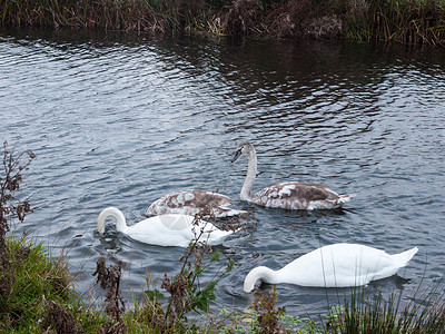 天鹅家族白哑天鹅和西格涅茨湖的美丽家庭风景家族脖子场景翅膀母亲羽毛野生动物池塘游泳婴儿背景