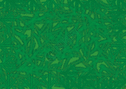针叶树树枝的背景叶子云杉松树植物绿色插图针头背景图片