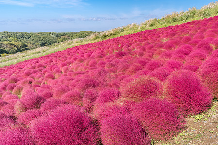 Kochia和宇宙提出日本日立伊巴拉基花朵季节红豆蓝色游客天空植物公园旅行地肤图片