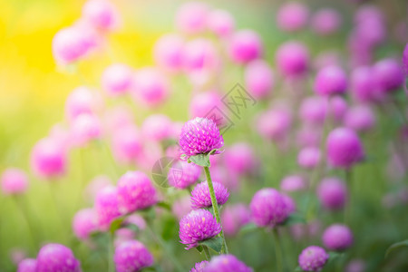 五颜六色的花的背景图片花束粉色季节宏观紫色植物群生长花瓣植物背景图片