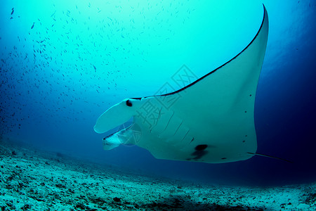 加拉帕戈斯群岛 太平洋加拉帕戈斯生活蓝色风景野生动物珊瑚热带旅行动物海洋潜水背景图片