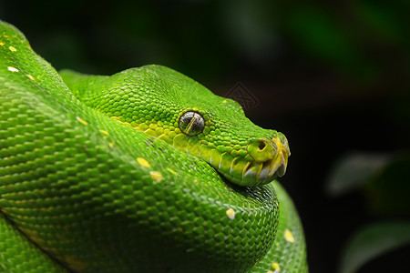 绿色线圈特写绿树 python 色彩描述配置肖像特写食肉热带爬虫软骨蟒眼睛绿色线圈危险相机野生动物背景