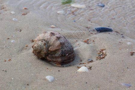 沿海沙滩 沙沙沙滩海景大贝壳背景图片