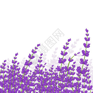 淡紫框架背景图片