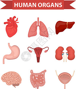 系统设置人体图标的内部器官设置 平面样式 收集心脏 肝脏 肺 肾脏 胃 女性生殖系统 大脑 肠道 解剖学 医学 概念 卫生保健 向量插画