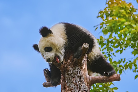 树上巨熊猫荒野野生动物动物群濒危哺乳动物动物熊猫背景图片