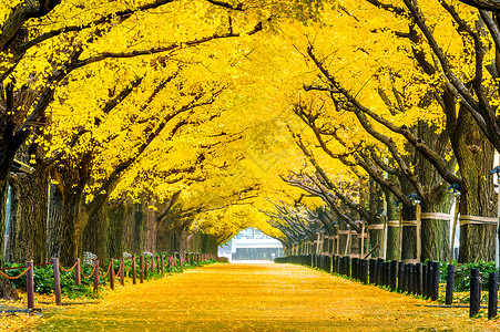 明治秋天黄金果树一排 日本东京秋季公园旅游游客橙子季节生态环境花园树叶旅行植物背景