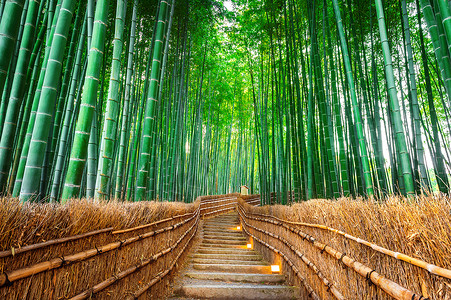 嵯峨野竹林日本京都的竹林栅栏场景文化木头寺庙树木小路树林街道环境背景