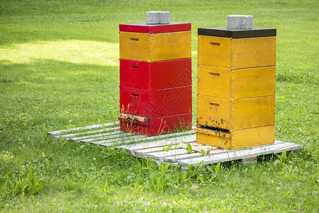 绿草地上有两个蜜蜂巢高清图片