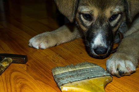 小狗和刷子工作装修画家房子工具小猫滚筒宠物爪子修理工背景图片
