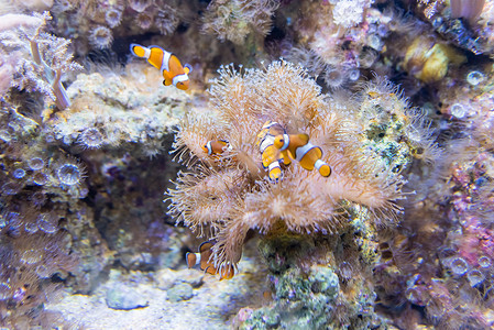 在水族馆环境内特写小丑鱼橙子盐水荒野海葵小丑单眼皮植物海景野生动物海洋背景图片