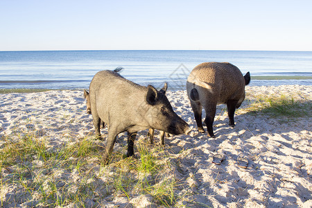 野猪在海沙滩沙滩上散去高清图片