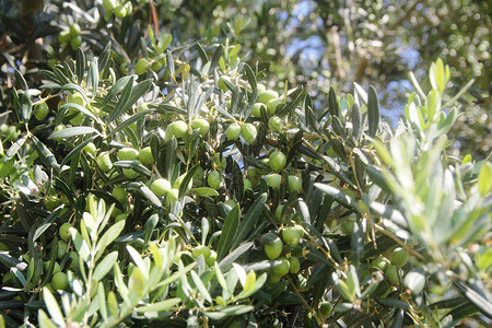橄榄树花园生的高清图片