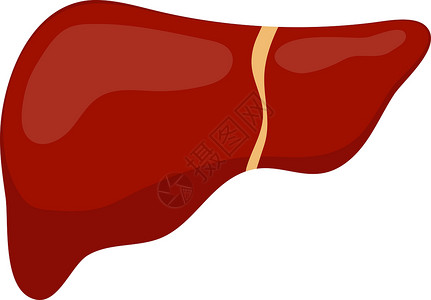 肝脏排毒肝脏图标 扁平风格人体设计元素的内部器官 标志 解剖学 医学概念 卫生保健 孤立在白色背景上 矢量图插画