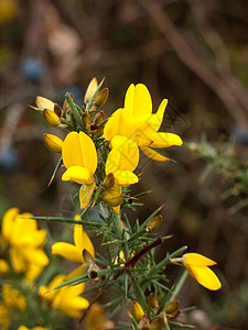 美丽的黄金黄色花朵开花的高歌 刺痛的计划季节晴天情况植物衬套草地场地野花植物学金雀花背景图片