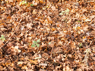 死棕色落下的秋叶背景纹理 groun背景图片