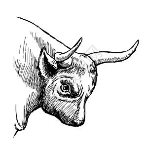 牛头黑白素材手画的公牛插图涂鸦草图白色水牛牛肉农场家畜动物哺乳动物绘画背景
