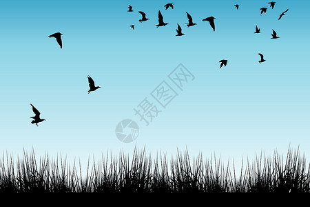 飞鸟的草地和脚影背景图片