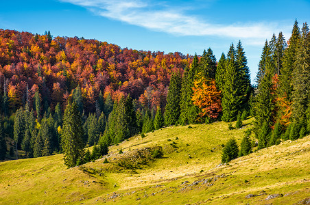 秋天有混合森林的青草山坡高清图片