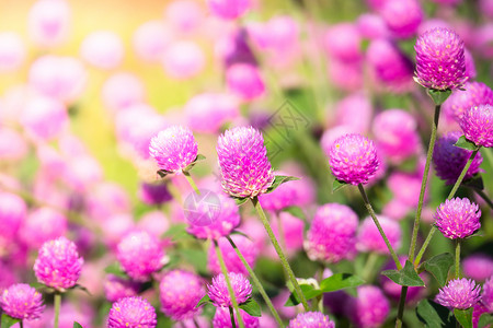 五颜六色的花的背景图片季节紫色粉色花瓣植物植物群生长宏观花束背景图片