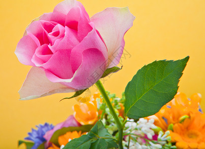 粉红玫瑰大玫瑰花历艺术礼物爱情情侣玫瑰心魔法花卉女人背景图片