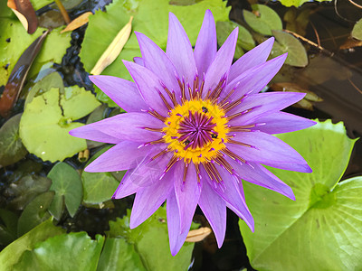花朵在花园里盛开紫色黑色踏板植物黄色绿色池塘花卉背景图片
