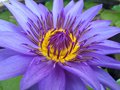花朵在花园里盛开紫色绿色黑色植物踏板池塘黄色花卉背景图片