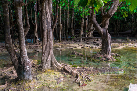 泰国克拉比绿宝石湖附近丛林中的树林中高清图片