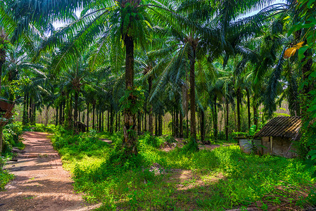 在Tha的一个椰子农场上阳光明媚的一天 棕榈树枝叶高清图片
