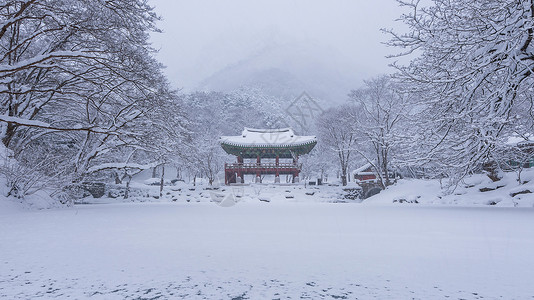 嵩岳寺森林民众高清图片