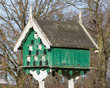 养鸽的旧鸟屋酒店叶子公园鸽子鸟巢森林绿色花园房子背景图片