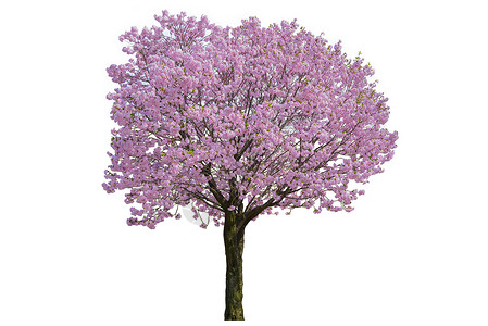粉红花 樱花树 在白色背景中隔离生长木头插图樱花季节花园公园植物叶子植物群背景图片