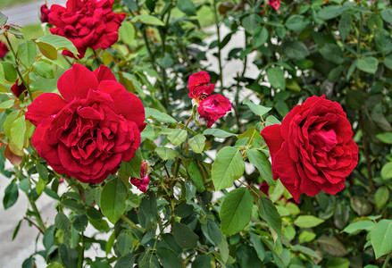 红玫瑰植物群花的高清图片