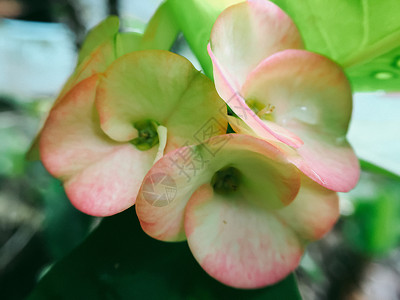 粉红色和绿色的花朵白色花瓣红色公园叶子植物群植物粉色花园背景图片