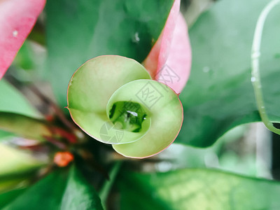 粉红色和绿色的花朵植物花瓣叶子植物群红色白色公园花园粉色背景图片