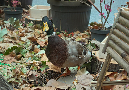 秋天安排 看着我的鸭子花园动物木头背景图片