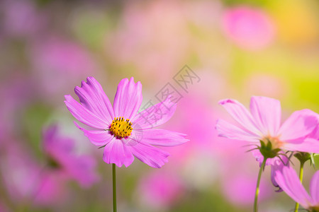 花园中的美丽宇宙花朵环境村庄植物粉色墙纸太阳场地农村绿色背景图片