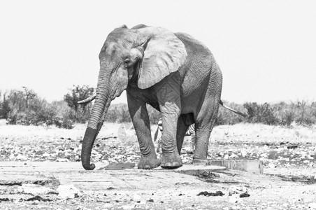 非洲单色大象 非洲洛克索多安大象高清图片