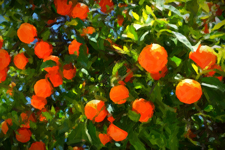 树上的橙子 厚漆粉高清图片