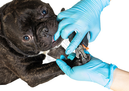 兽医割断狗的爪子动物剪刀专家美甲白色小狗指甲诊所服务女士背景图片