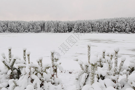 河外雪积青松树和森林高清图片